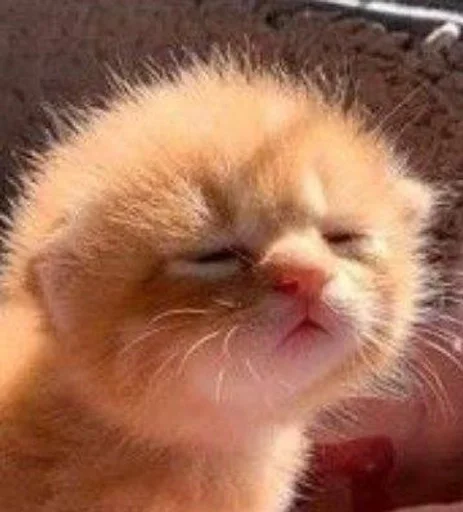 Эмодзи коты