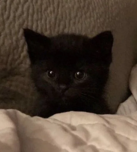 Эмодзи коты