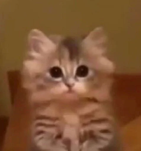 Эмодзи коты