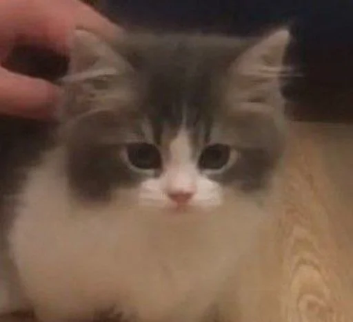 Эмодзи коты