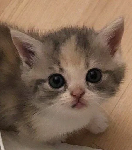 Эмодзи коты