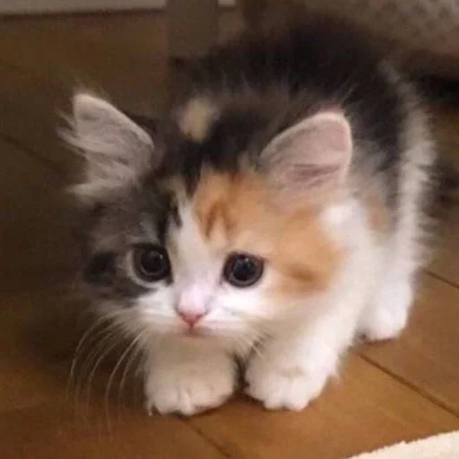 Эмодзи коты
