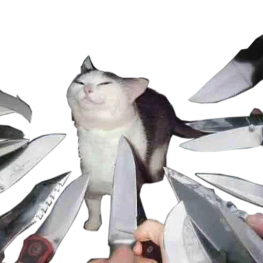 Эмодзи Catsrule