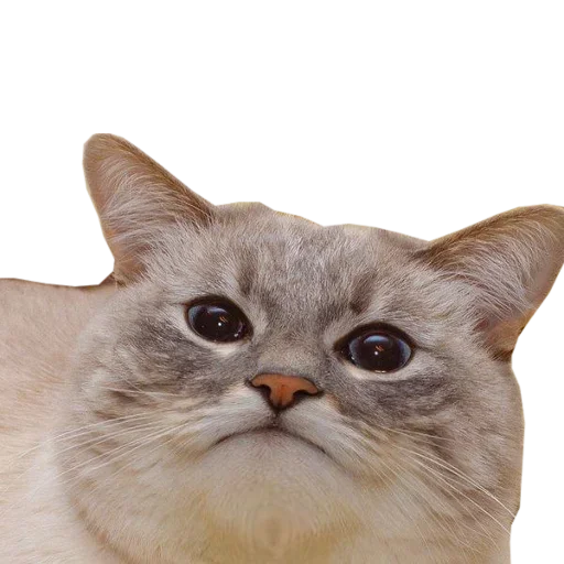 Эмодзи Catsrule