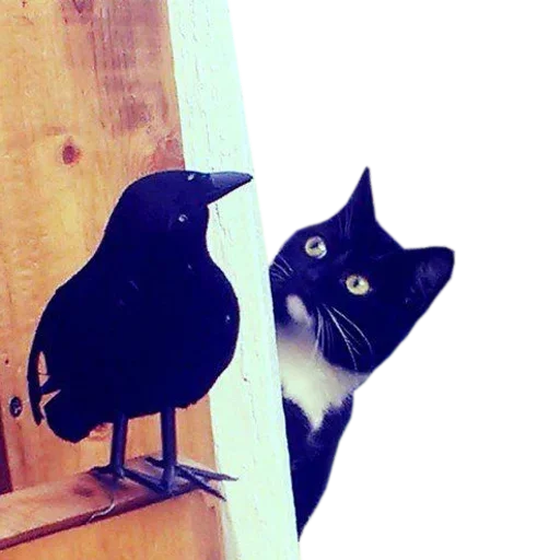 Эмодзи Catsrule