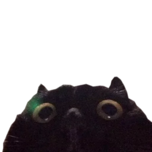 Эмодзи Catsrule