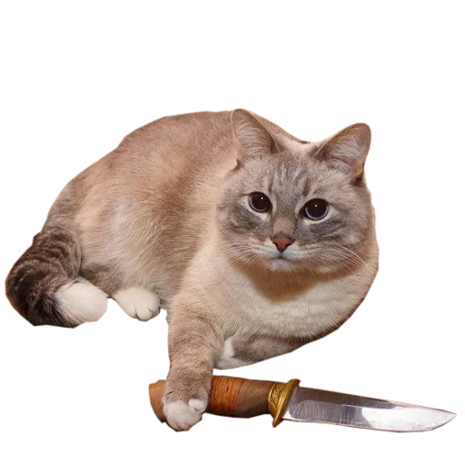 Эмодзи Catsrule