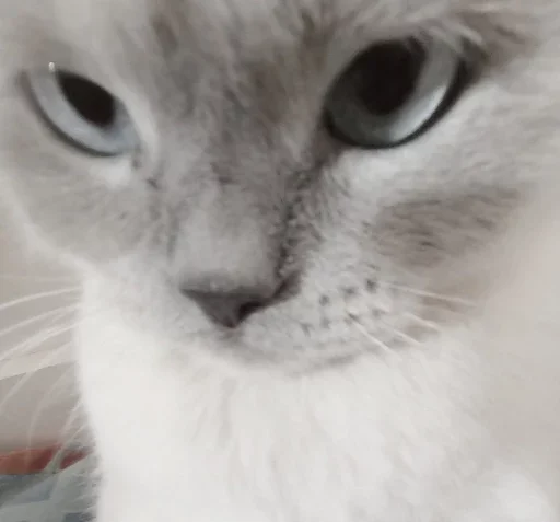 Эмодзи Котики