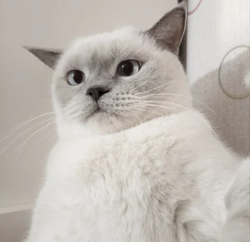 Эмодзи Котики