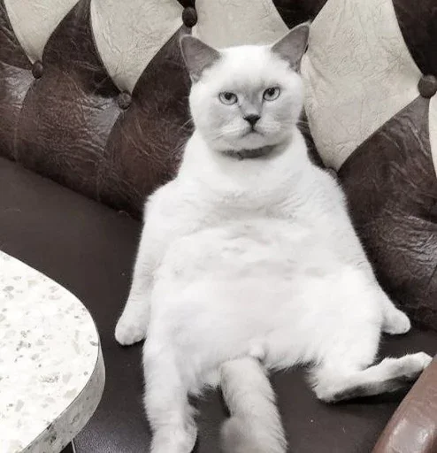 Эмодзи Котики