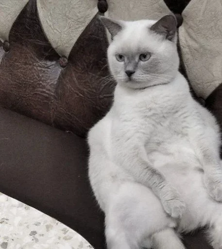 Эмодзи Котики