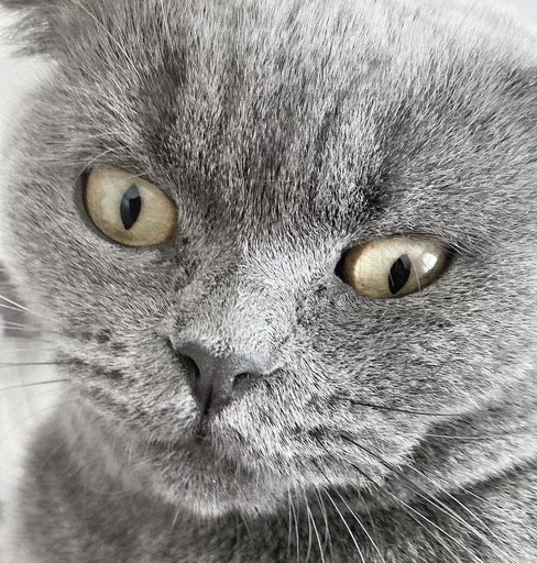 Эмодзи Котики