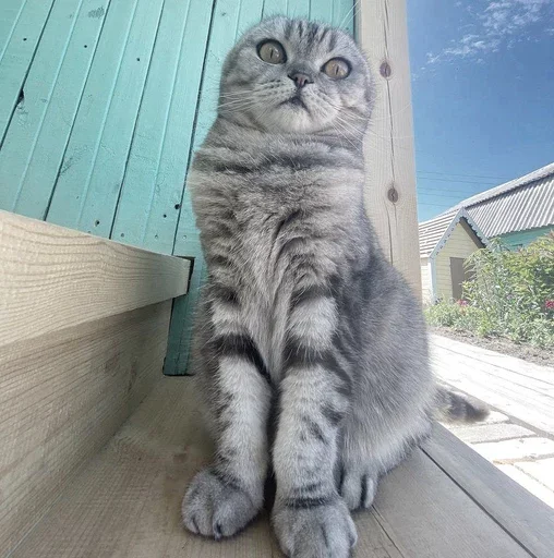 Эмодзи Котики