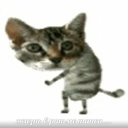 💃