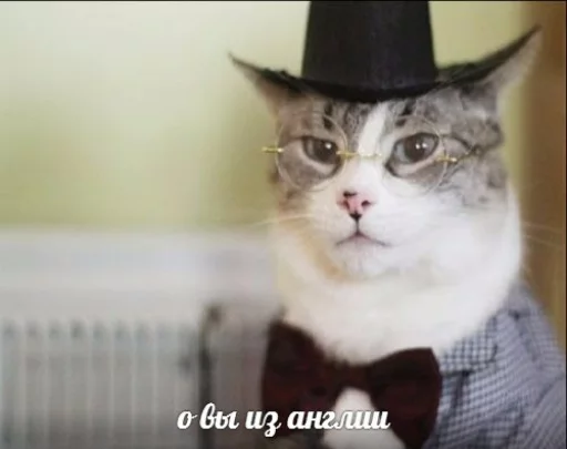 Эмодзи memy pró kotov (po rzhatí)