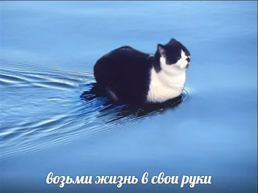 Эмодзи memy pró kotov (po rzhatí)