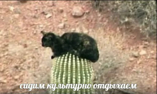 Эмодзи memy pró kotov (po rzhatí)
