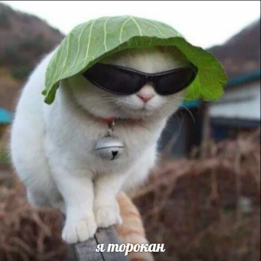 Эмодзи memy pró kotov (po rzhatí)