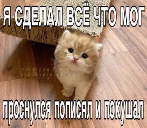 Эмодзи Котятки