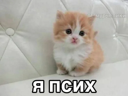 Эмодзи Котятки