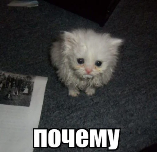 Эмодзи Котятки