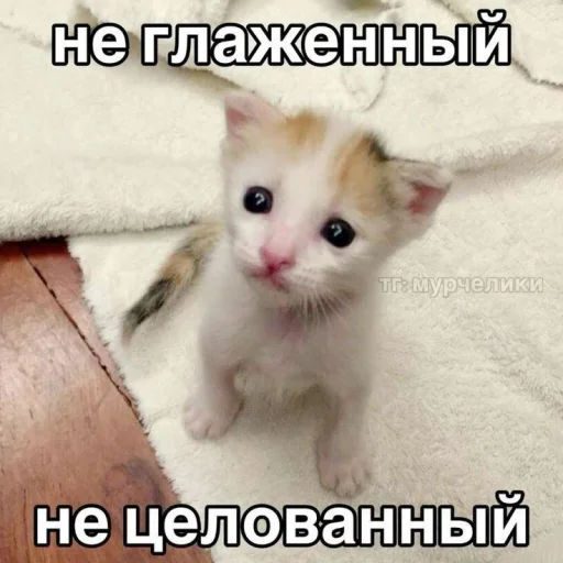 Эмодзи Котятки