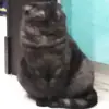 Эмодзи Kott_ssbornik