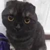 Эмодзи Kott_ssbornik
