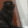 Эмодзи Kott_ssbornik
