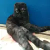 Эмодзи Kott_ssbornik