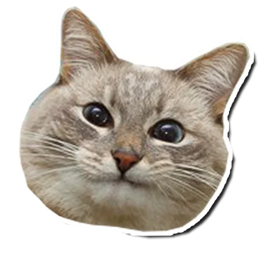Эмодзи Котянчик