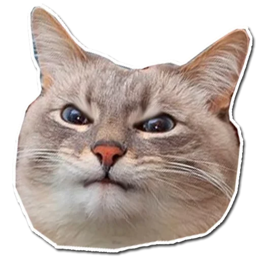 Эмодзи Котянчик