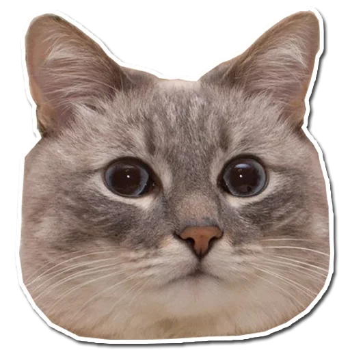 Эмодзи Котянчик