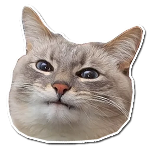 Эмодзи Котянчик