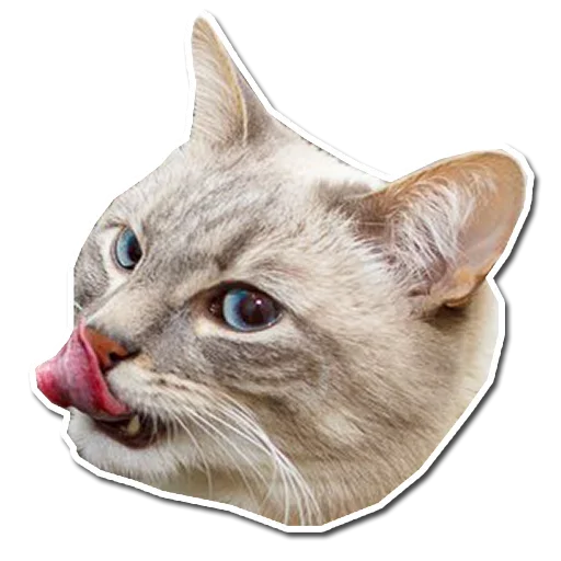 Эмодзи Котянчик