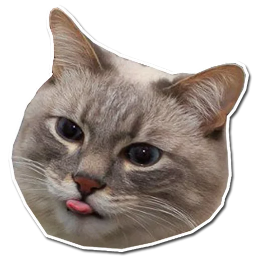 Эмодзи Котянчик