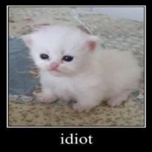 😺