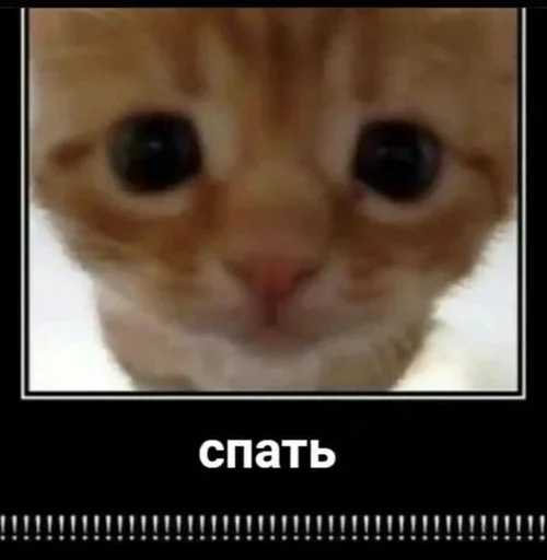 Эмодзи Котяо 1