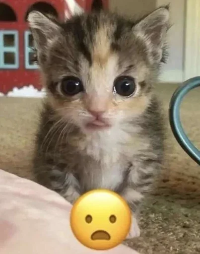 Эмодзи Котяо 1