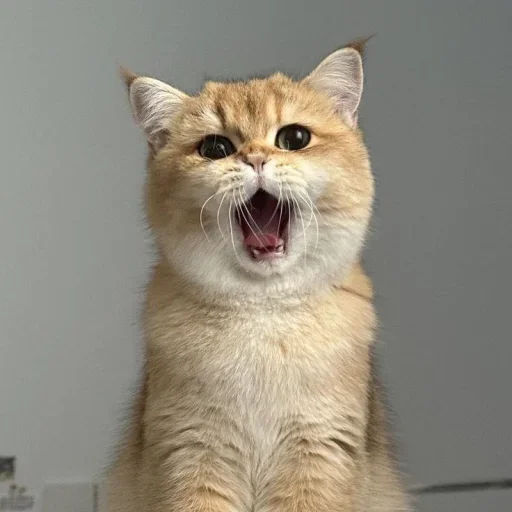 Эмодзи Котяры