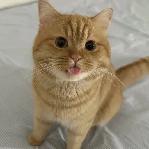 Эмодзи Котяры