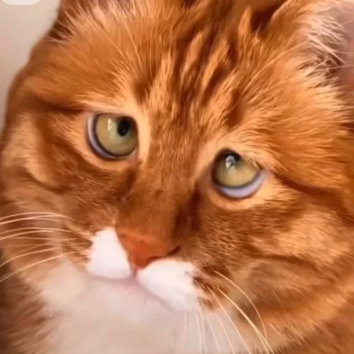 Эмодзи Котяры