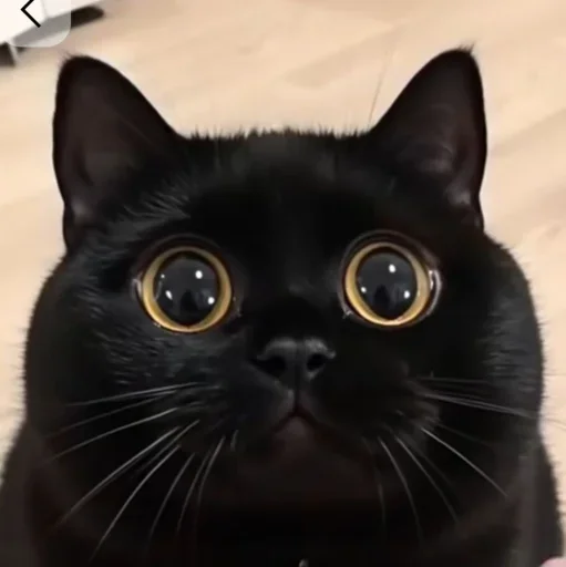 Эмодзи Котяры