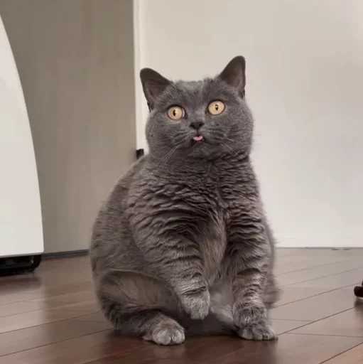 Эмодзи Котяры