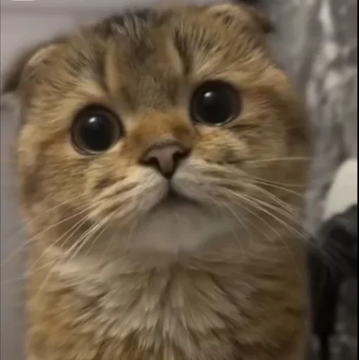 Эмодзи Котяры