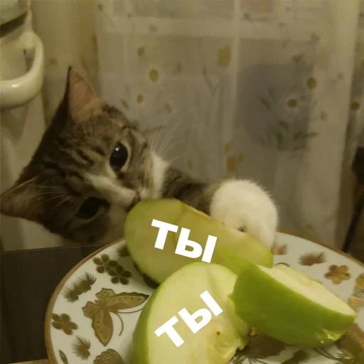 Эмодзи kotyaspack