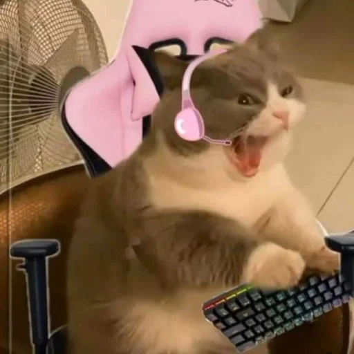 Эмодзи Cats memes