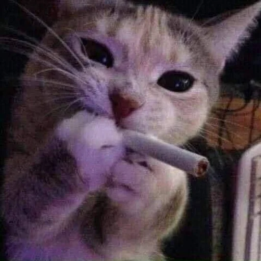 Эмодзи Cats memes
