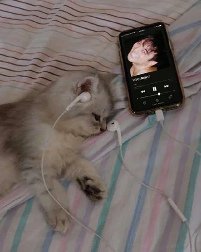 Эмодзи Cats memes