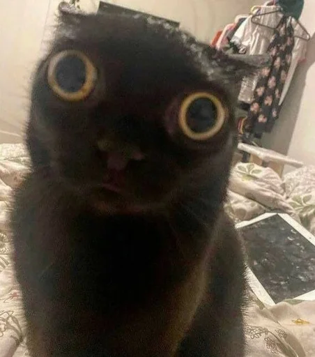 Эмодзи Cats memes